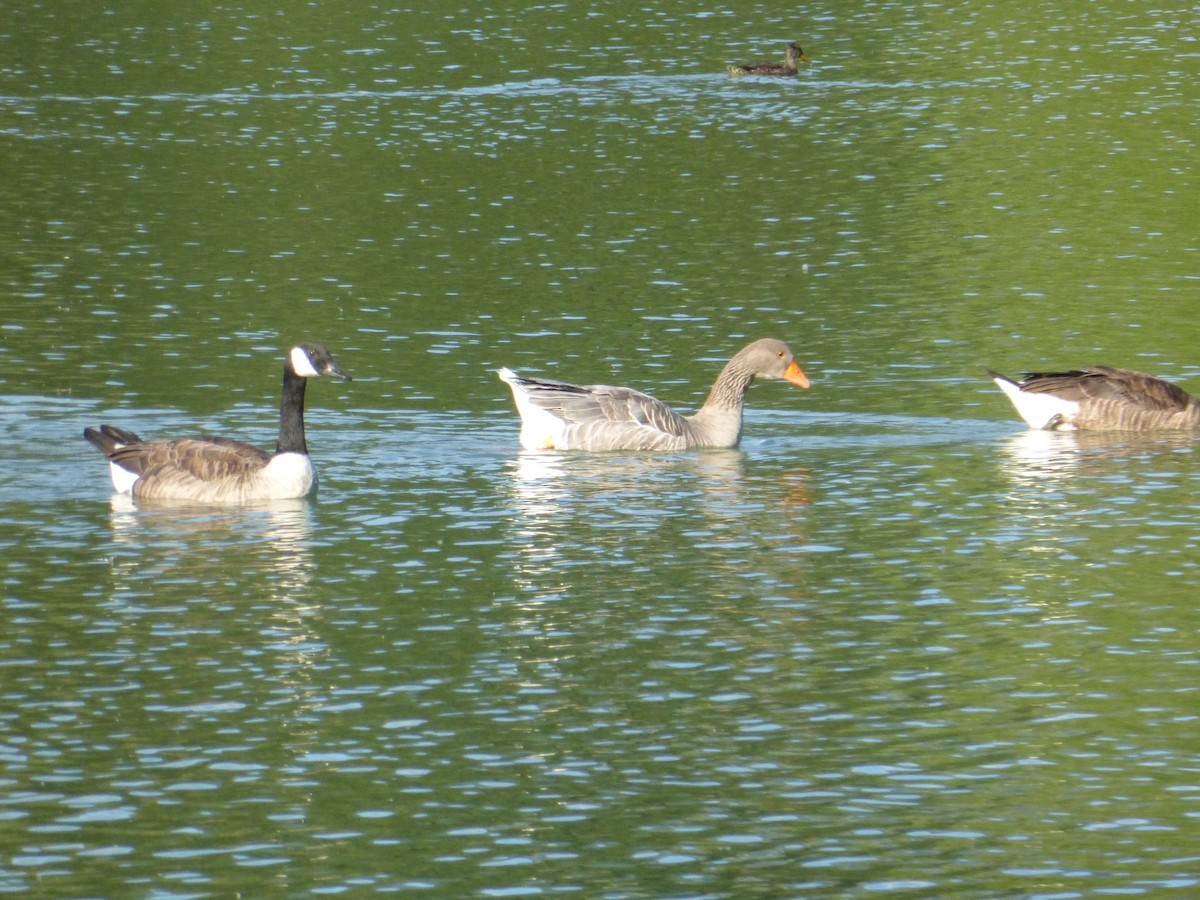 Graylag Goose - ML469670261