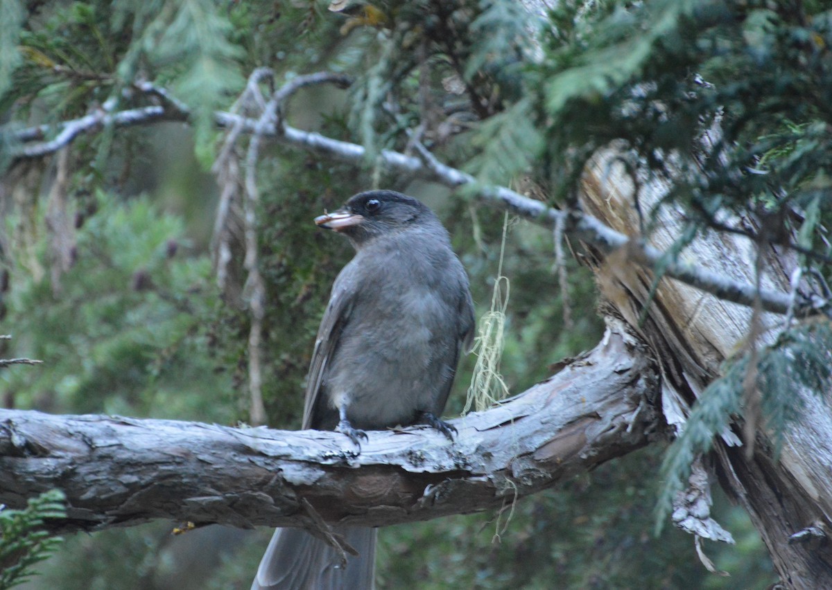 Canada Jay - ML469671611