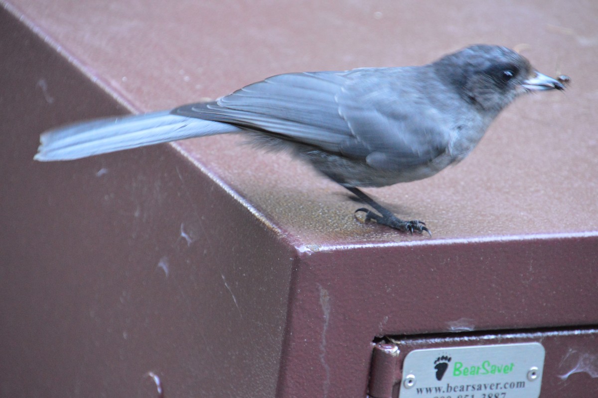 Canada Jay - ML469671621