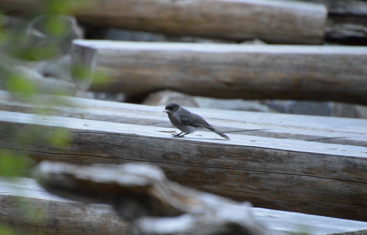 Canada Jay - ML469671641