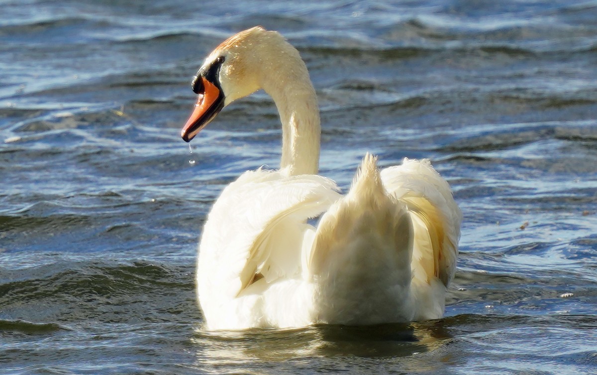 Mute Swan - Walter Verhoef