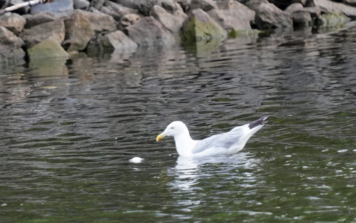 Herring Gull - Walter Verhoef