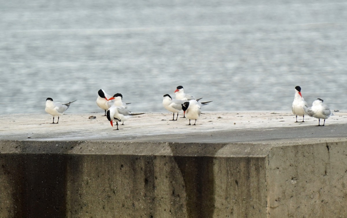 Caspian Tern - Walter Verhoef