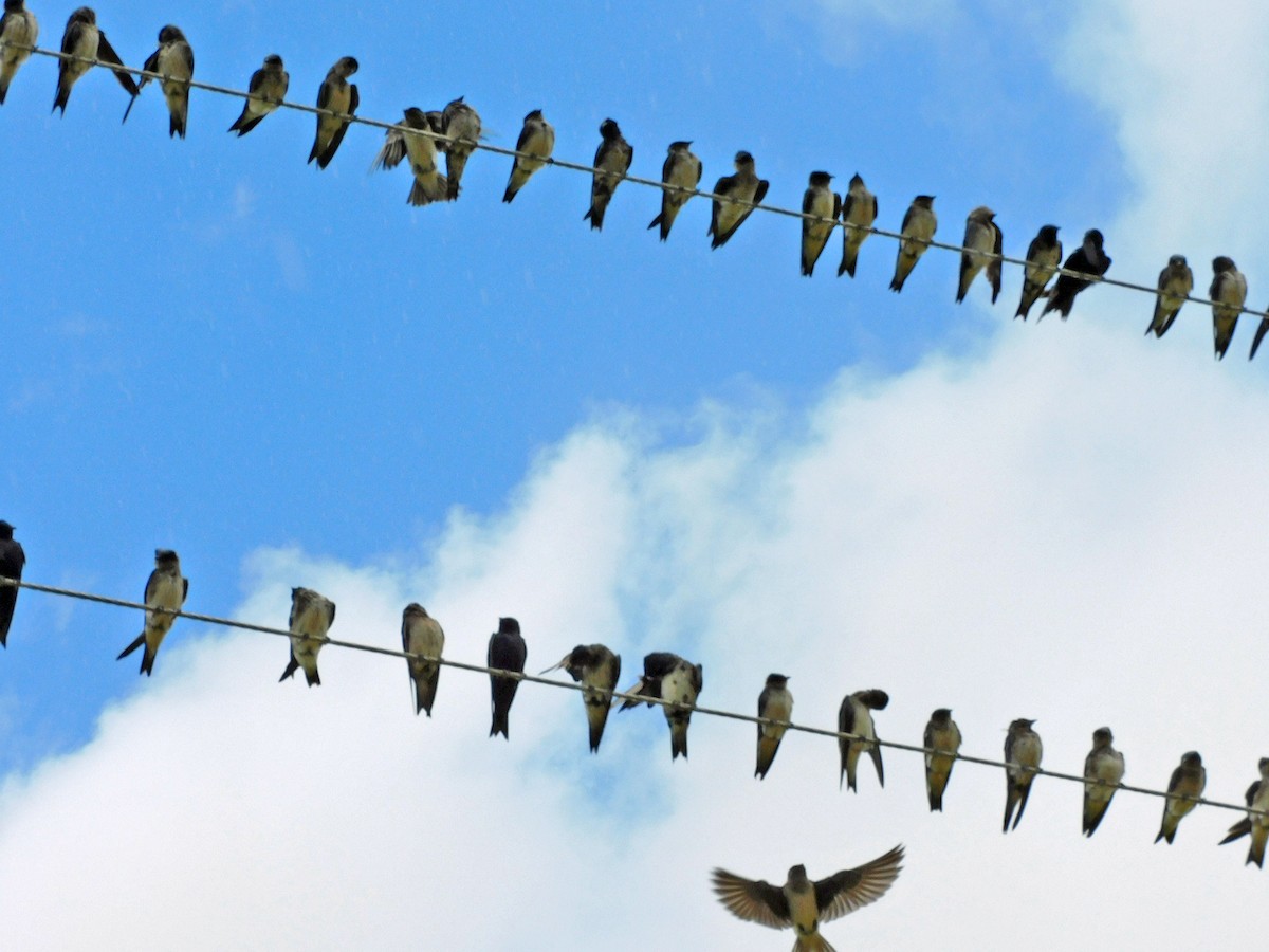 Purple Martin - ML469672691