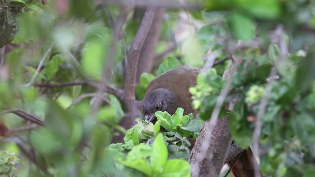 Rufous-vented Chachalaca (Rufous-tipped) - ML469673