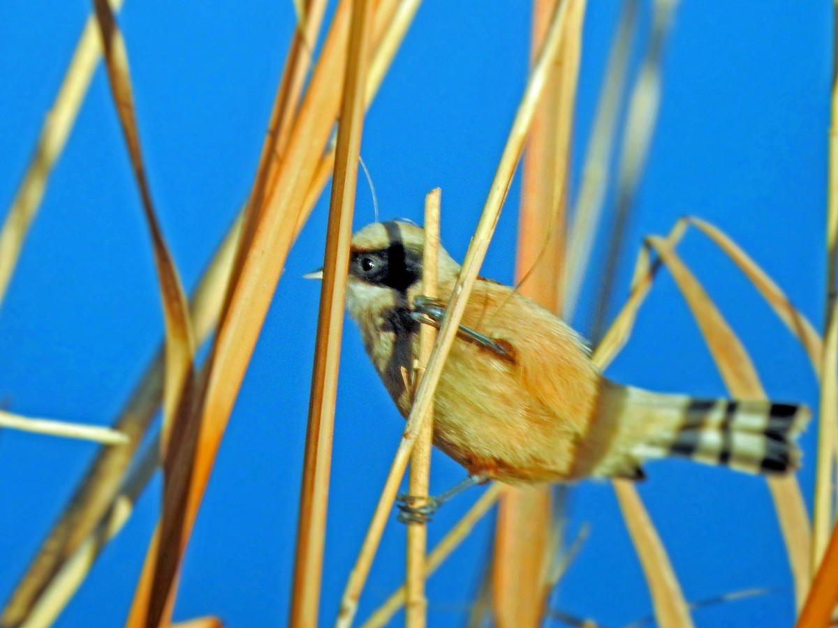 Eurasian Penduline-Tit - ML46967321