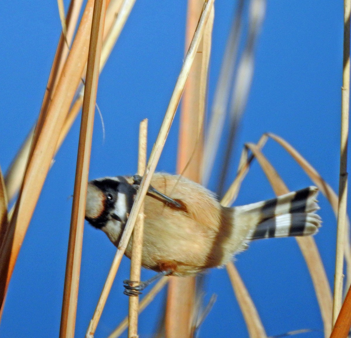 Eurasian Penduline-Tit - ML46967331