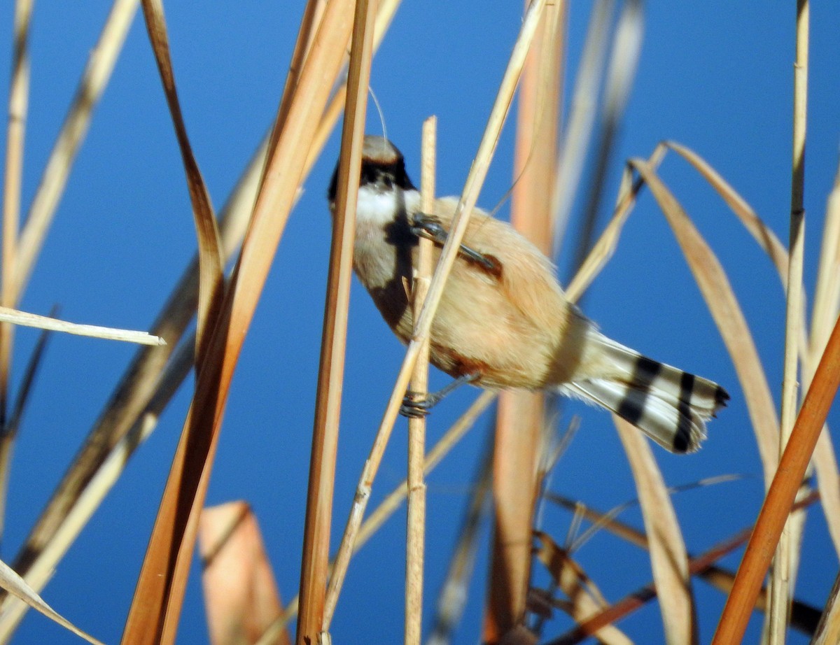 Eurasian Penduline-Tit - ML46967341