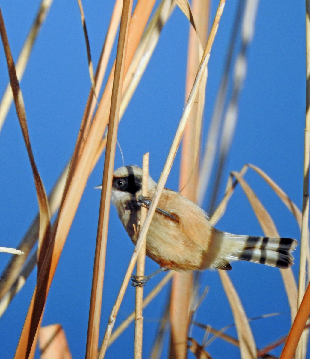 Eurasian Penduline-Tit - ML46967351