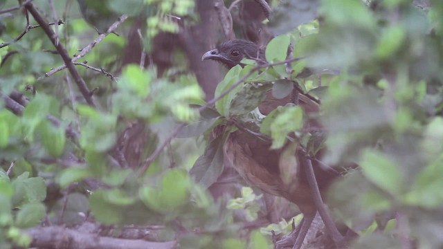 Chachalaca Culirroja (ruficauda) - ML469674