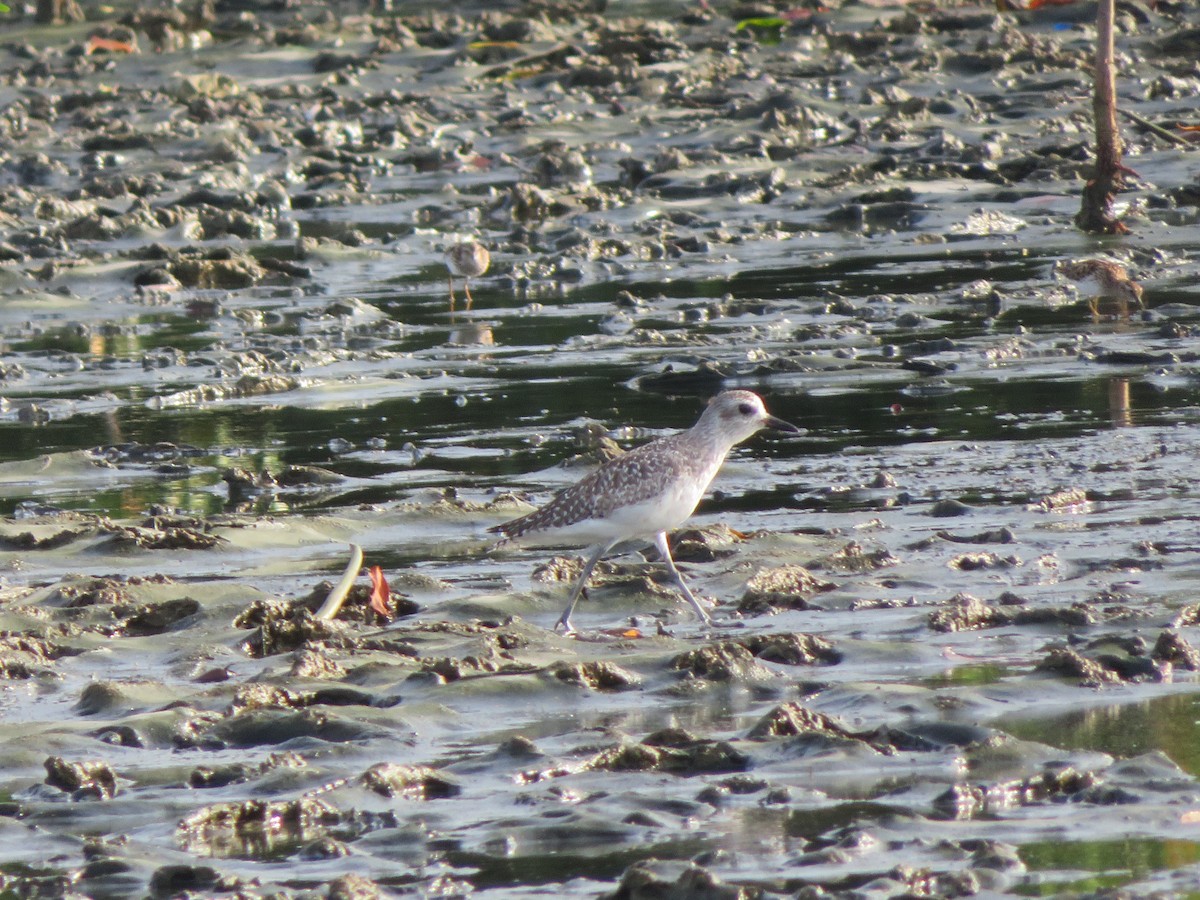 Black-bellied Plover - ML469674801