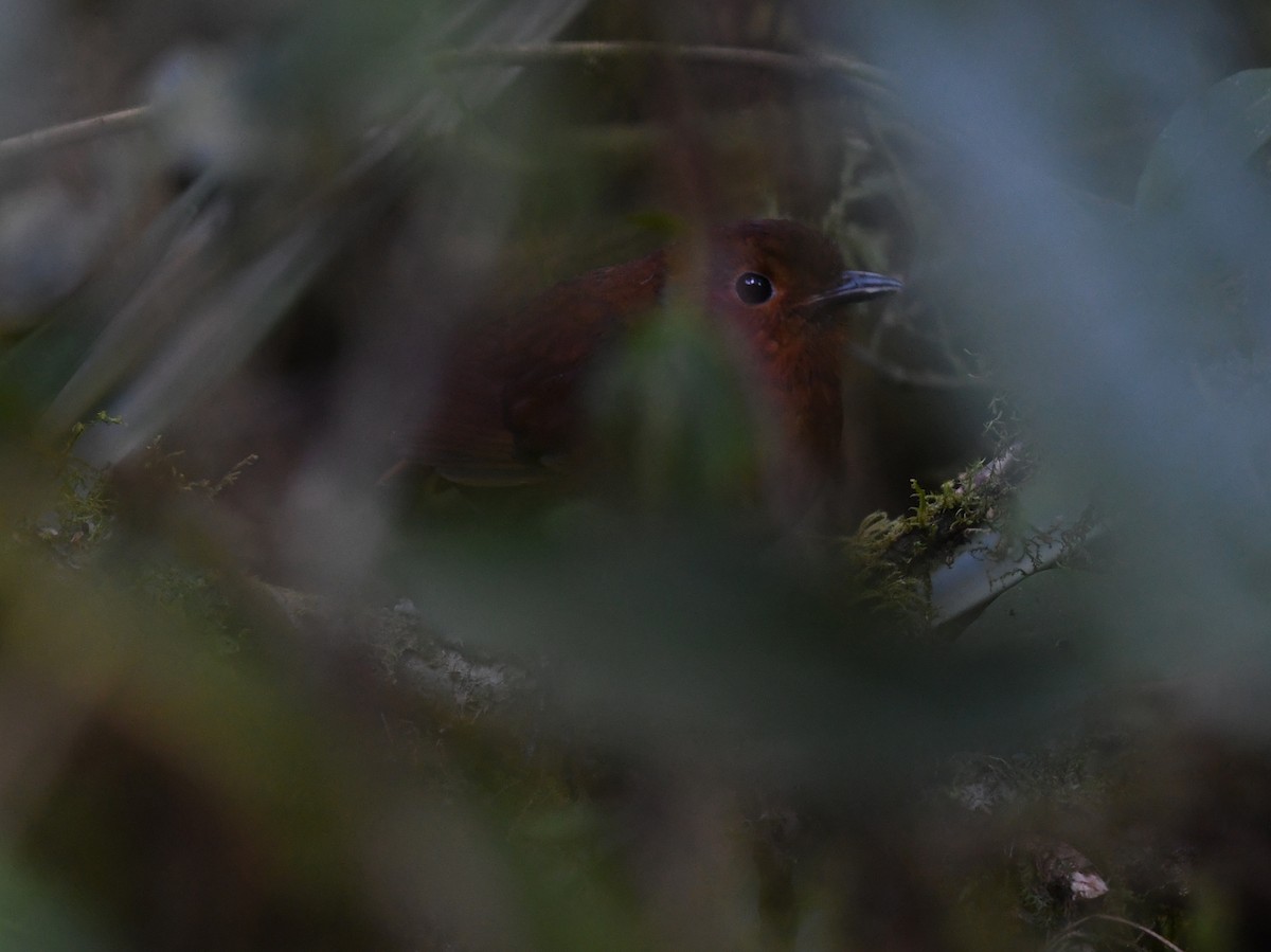 Oxapampa Antpitta - ML469674901
