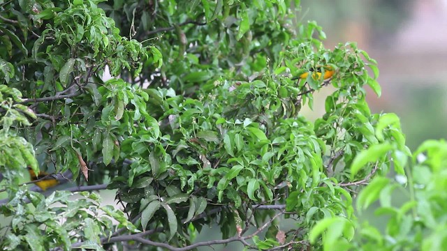 Yellow Oriole - ML469676