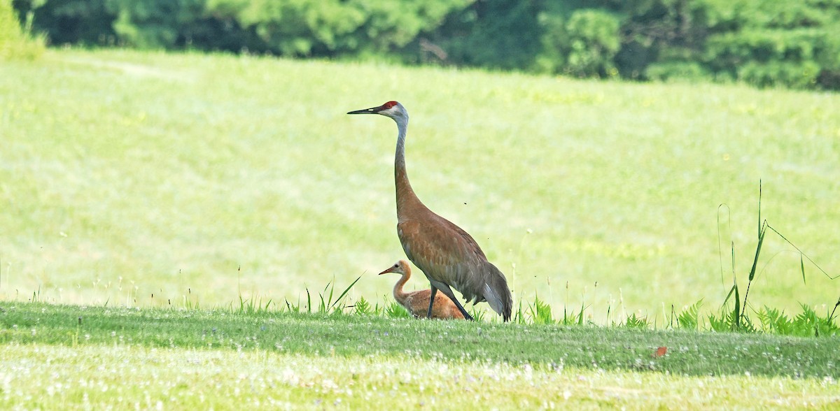 Sandhill Crane - Bill Rankin