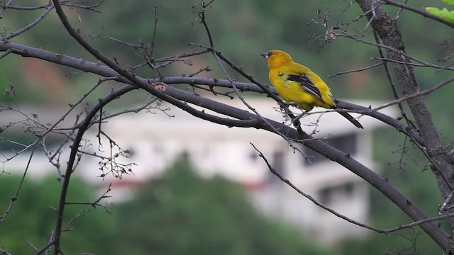 Yellow Oriole - ML469677