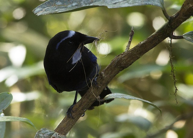 Silvery-throated Jay - Marcelo Corella