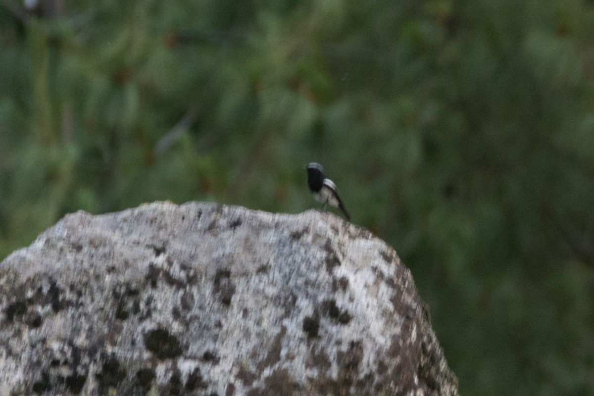 Blue-capped Redstart - Aniketa Kabir