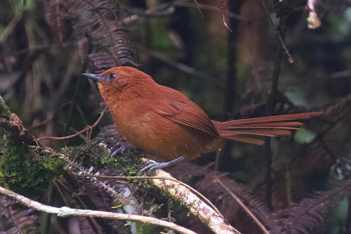 Rufous Spinetail - Stan Lilley