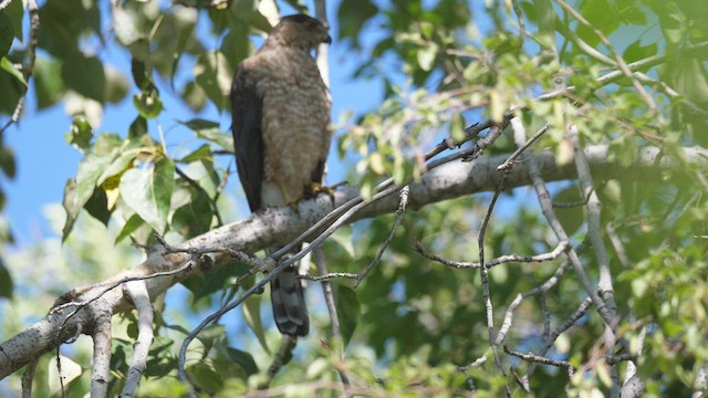 Cooper's Hawk - ML469679801