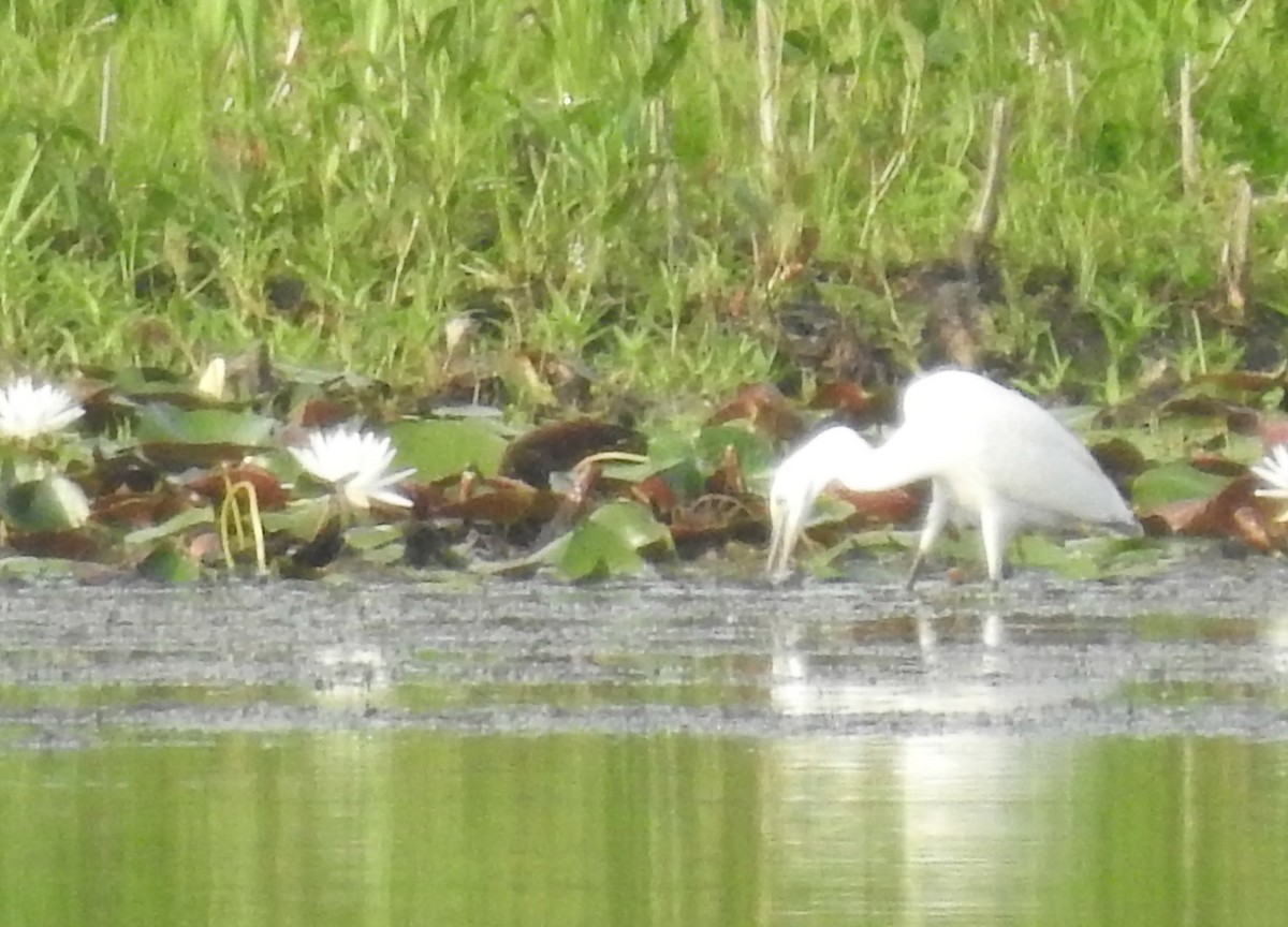 Little Blue Heron - ML469680901