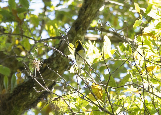 Black-throated Green Warbler - Marcelo Corella