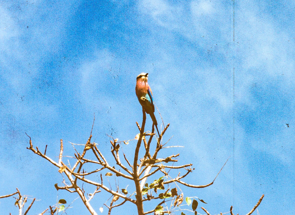 Lilac-breasted Roller - ML469681111