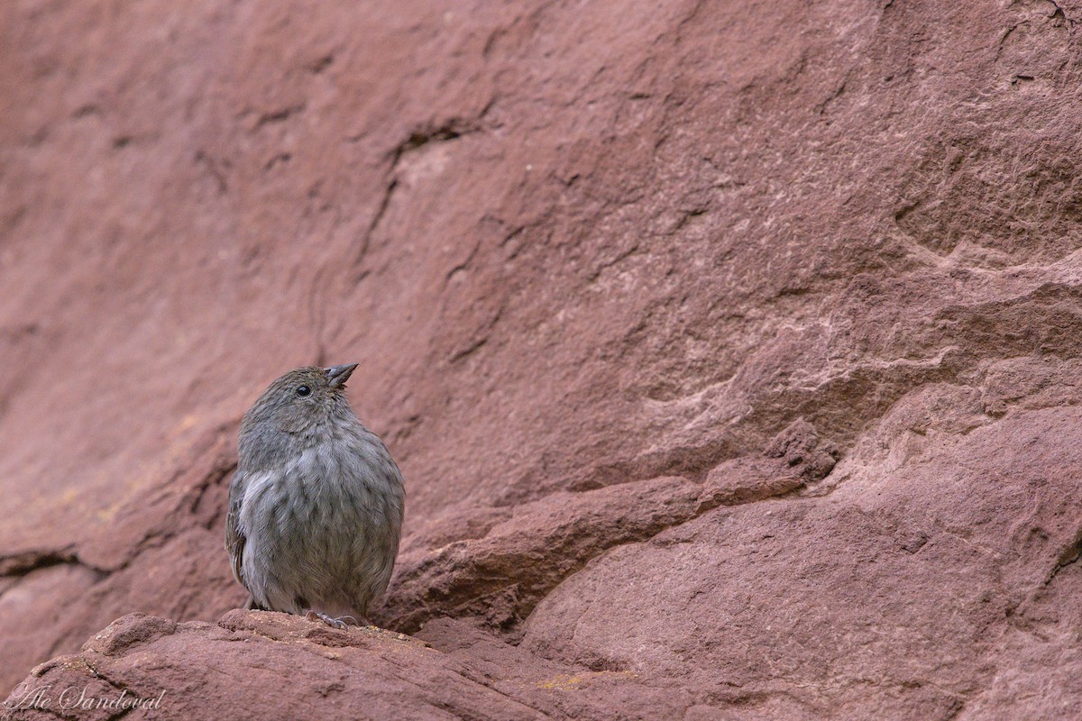 Plumbeous Sierra Finch - ML469681151