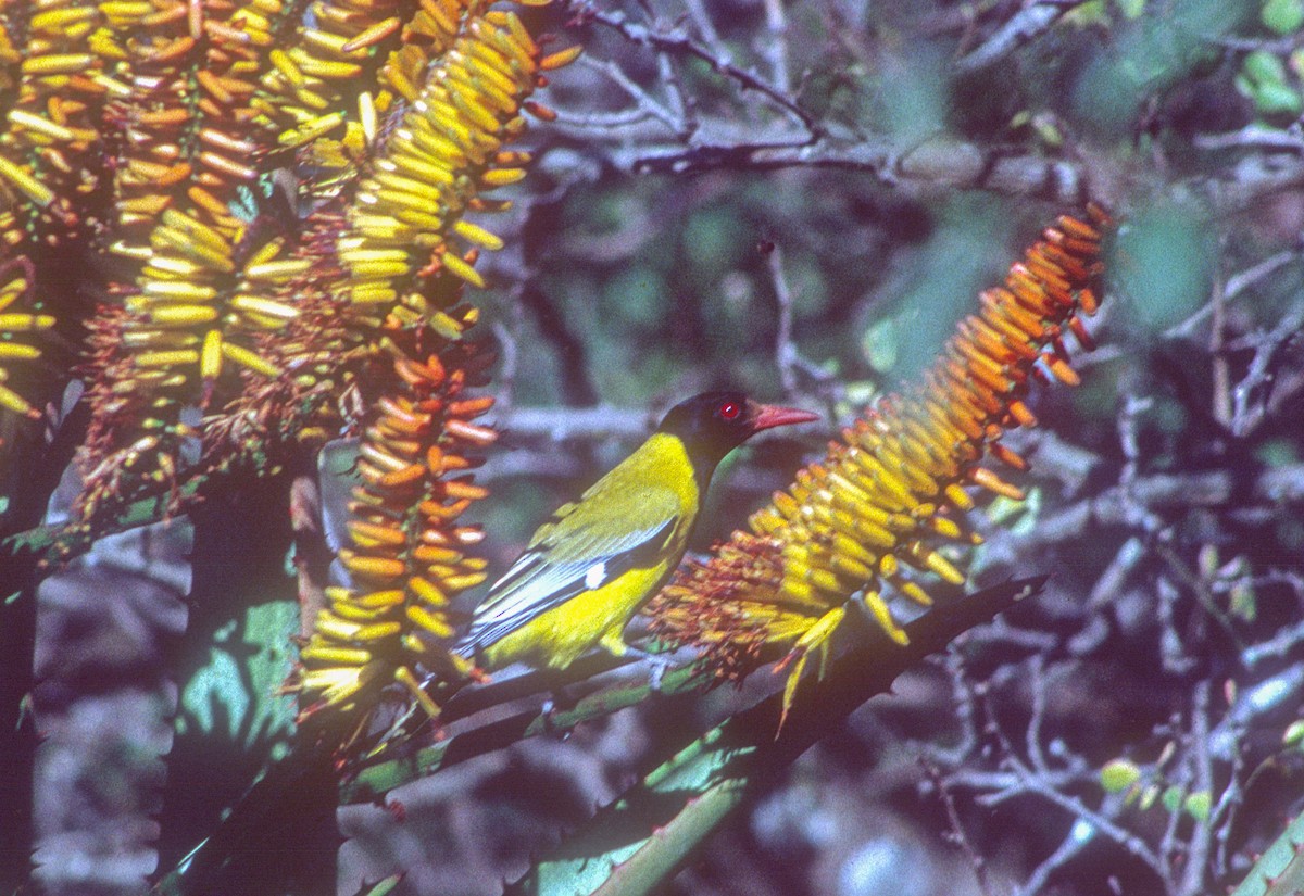 African Black-headed Oriole - ML469681271