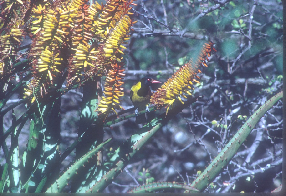 African Black-headed Oriole - ML469681281