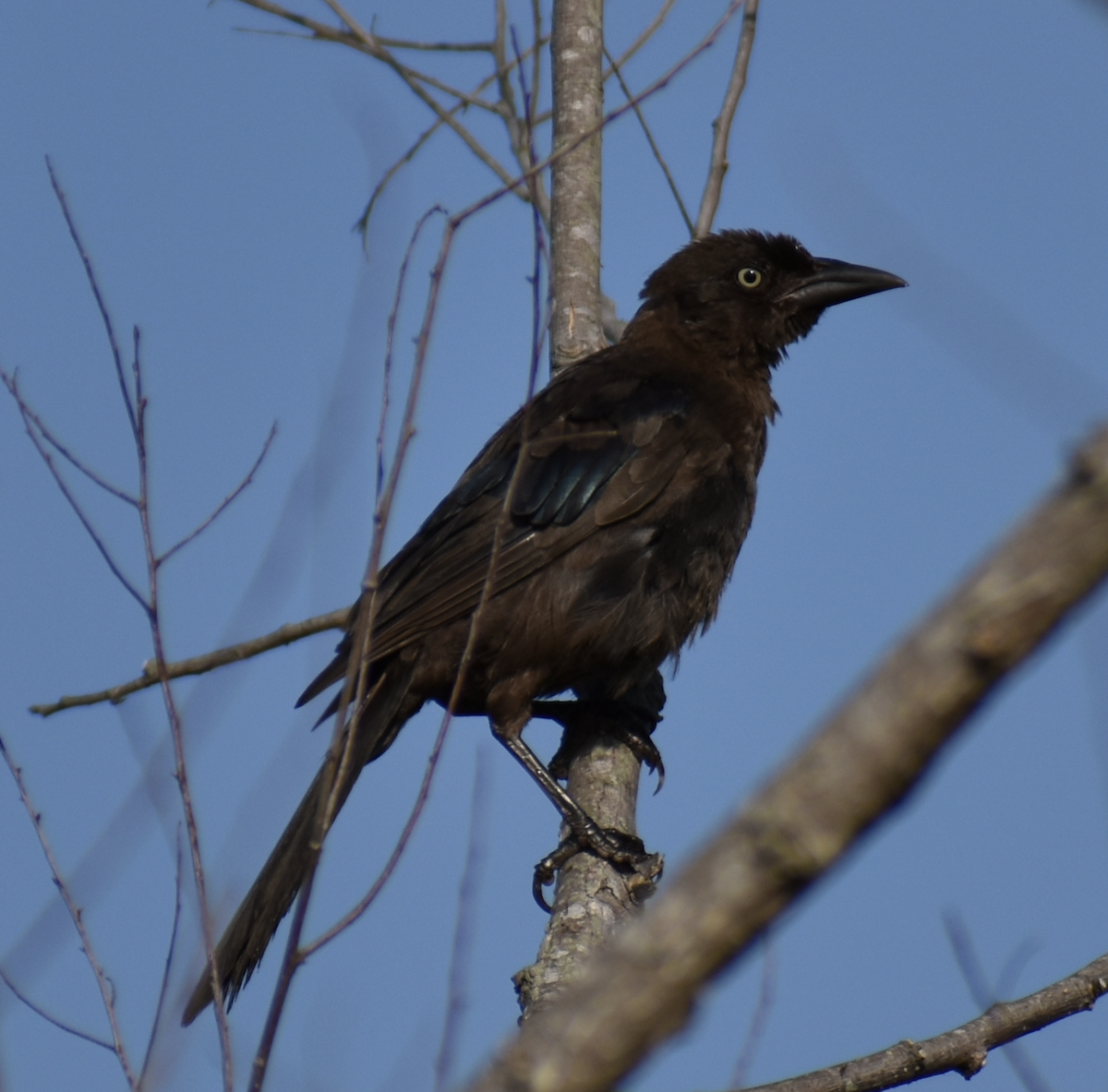Common Grackle - ML469681491