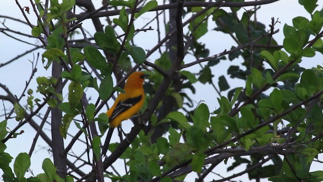 Yellow Oriole - ML469682