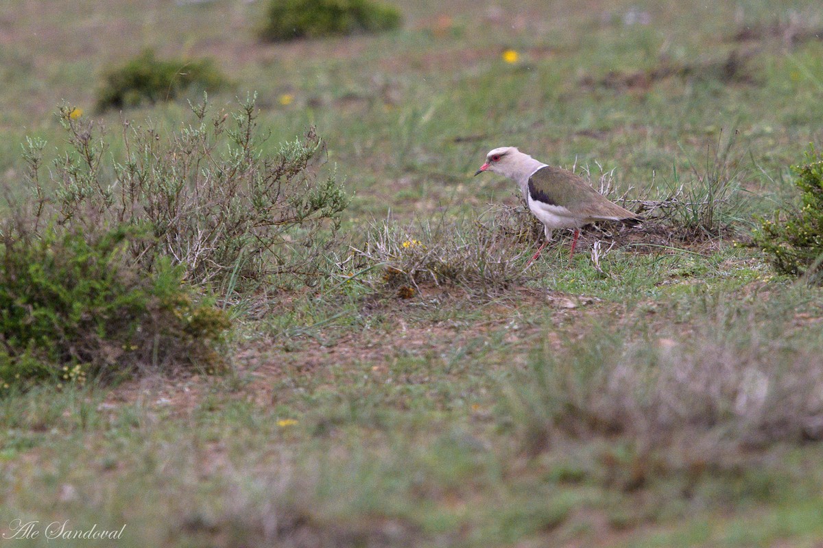 Andean Lapwing - ML469682161