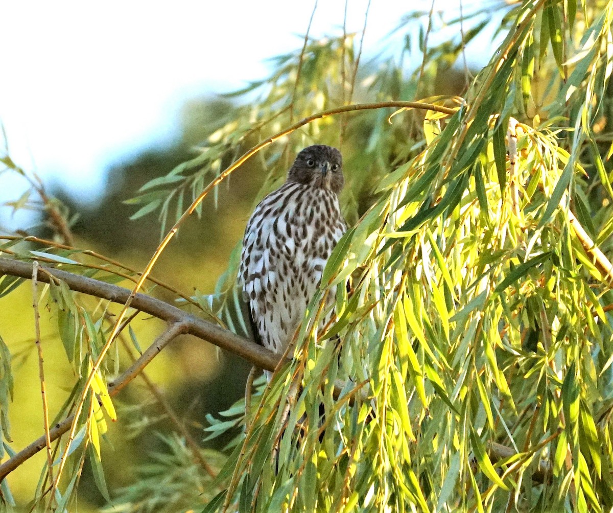 Cooper's Hawk - ML469682521