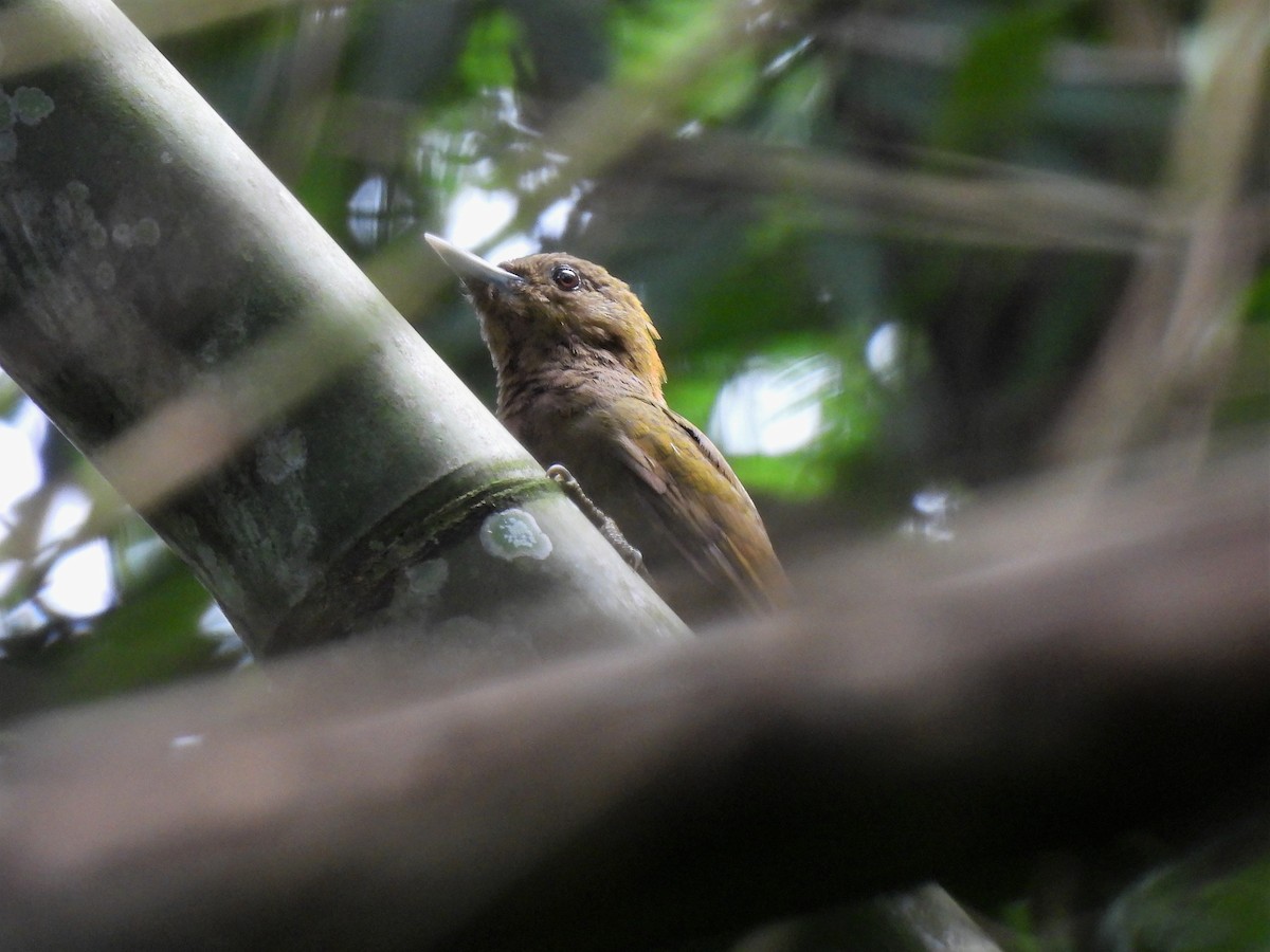 Bamboo Woodpecker - Tuck Hong Tang