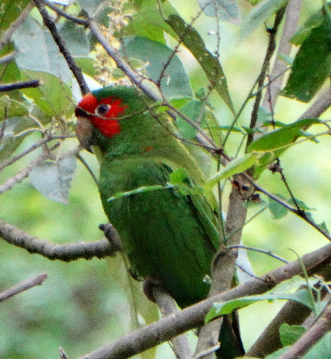 Aratinga Mitrada - ML469683071