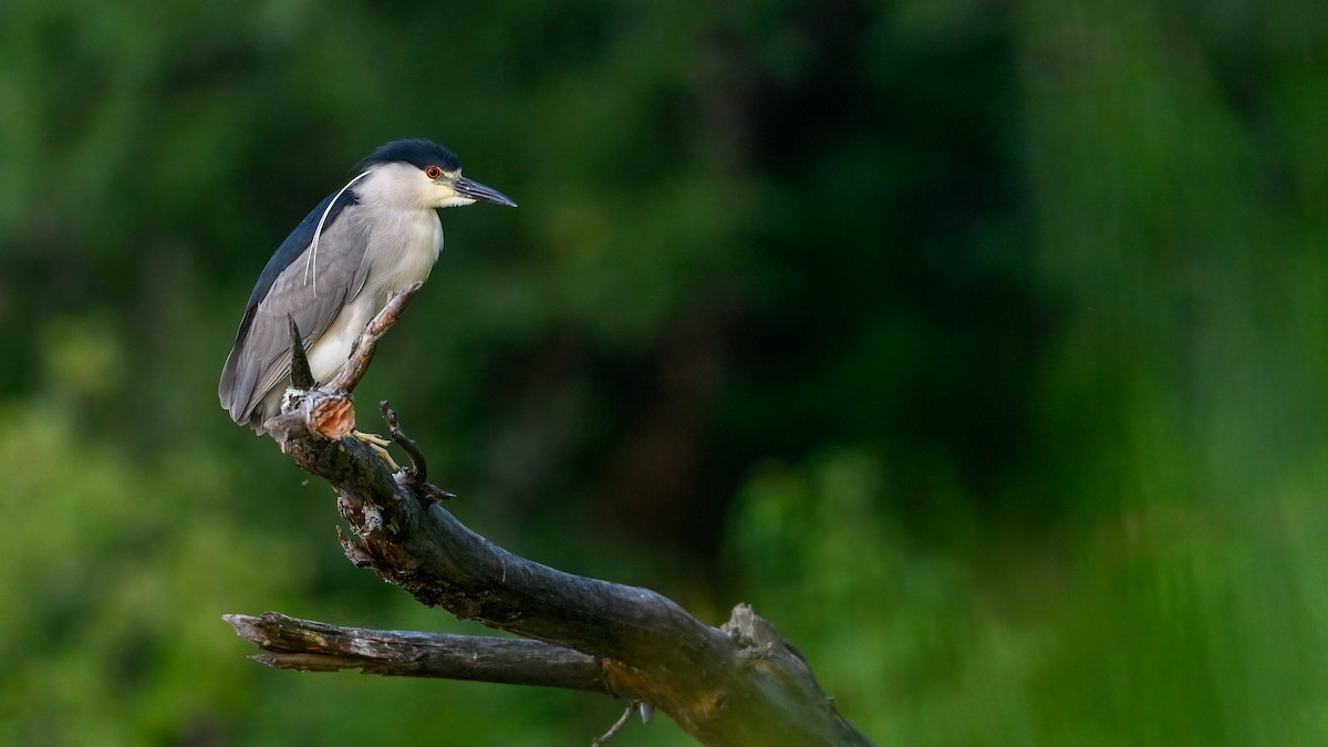 Black-crowned Night Heron - ML469683411