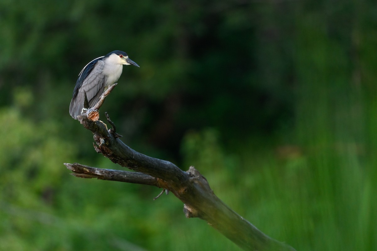 Black-crowned Night Heron - ML469683441