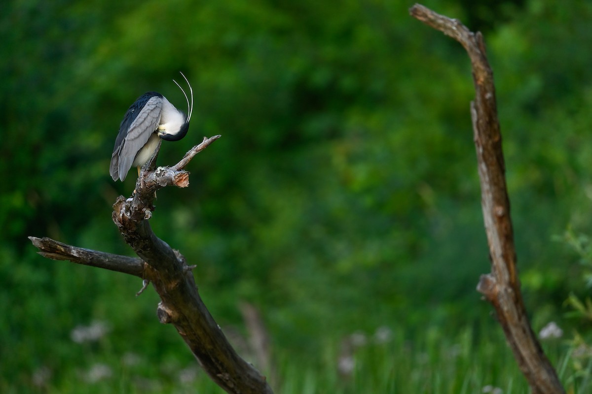 Black-crowned Night Heron - ML469683451