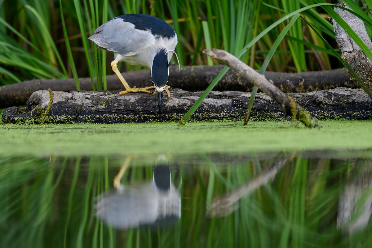 Black-crowned Night Heron - ML469683461