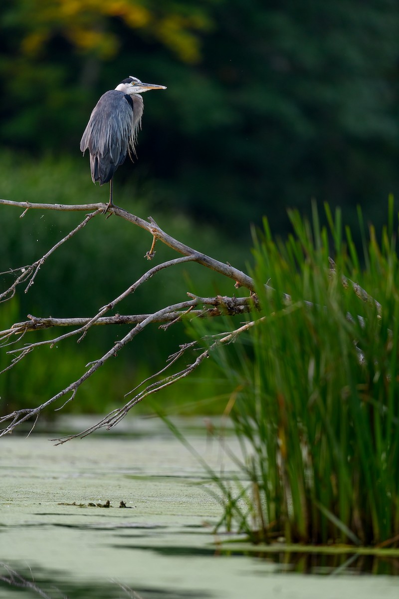 Great Blue Heron - ML469683471