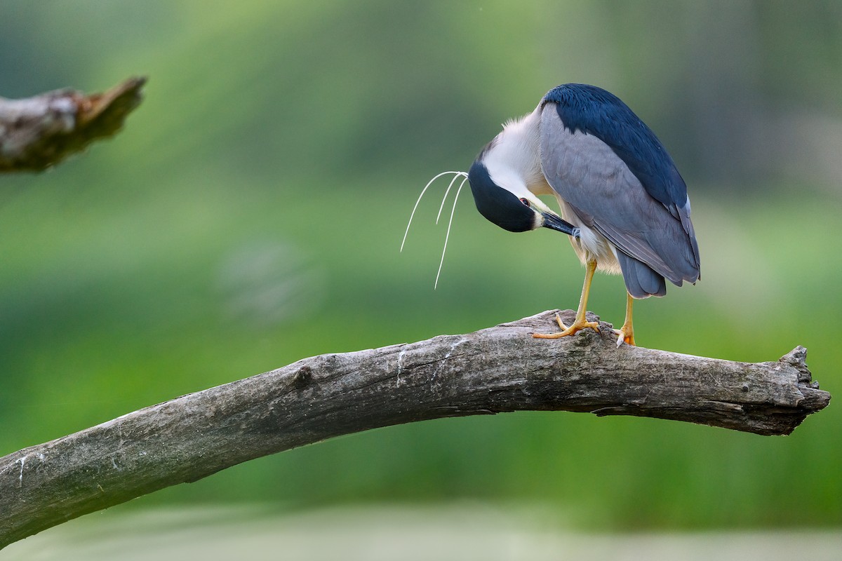 Black-crowned Night Heron - ML469683501