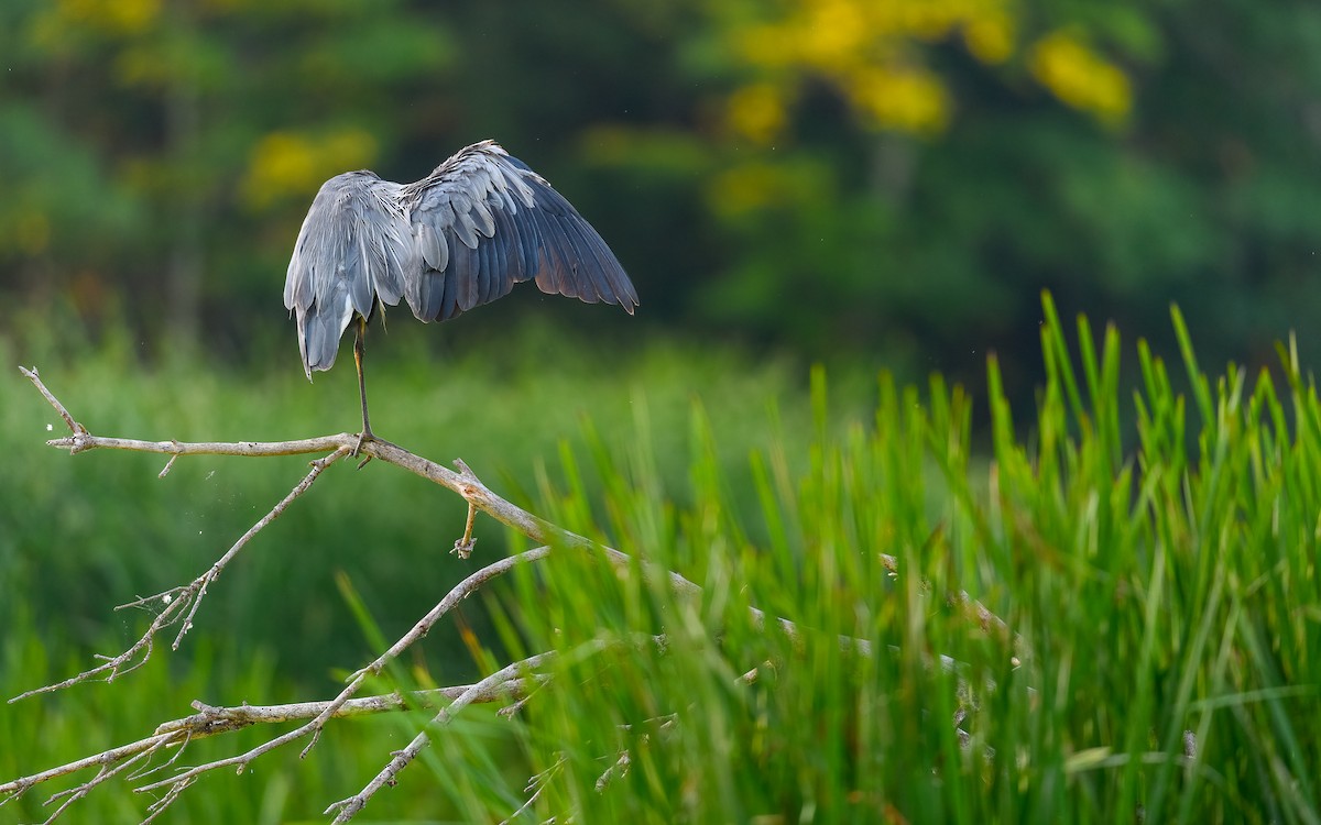 Great Blue Heron - ML469683511