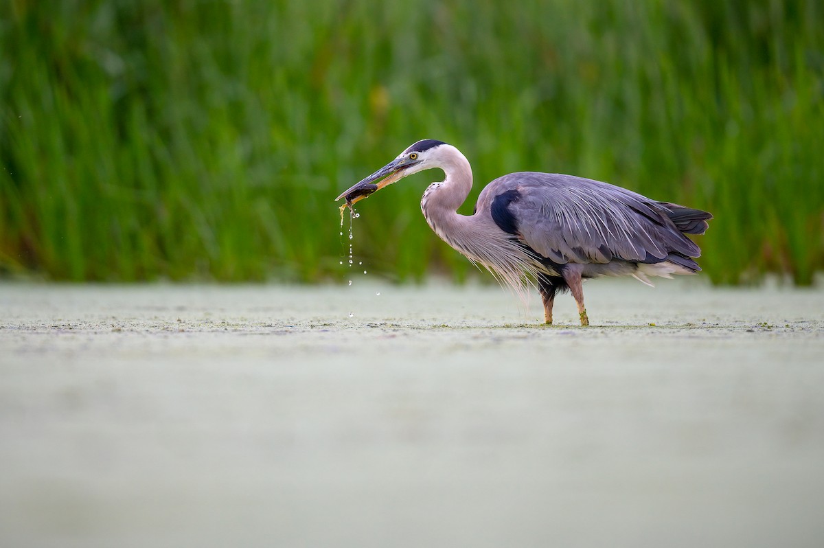 Great Blue Heron - ML469683521