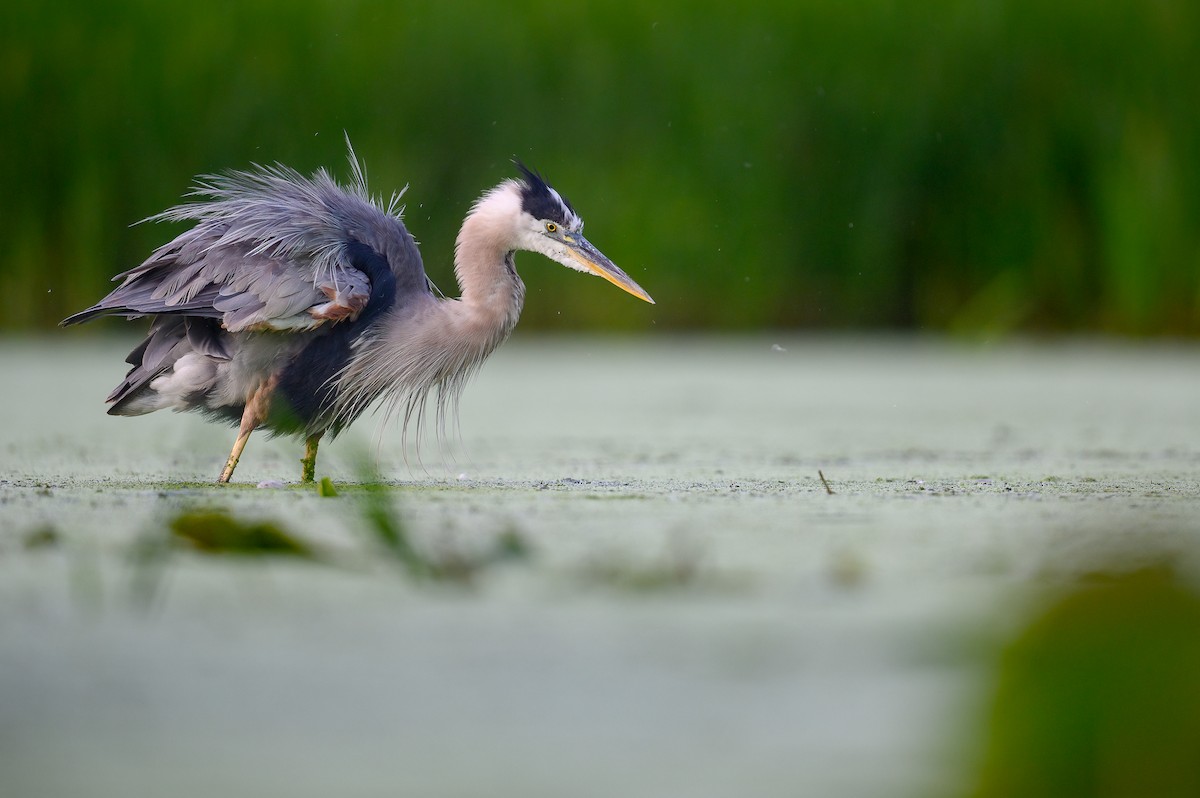 Great Blue Heron - ML469683531