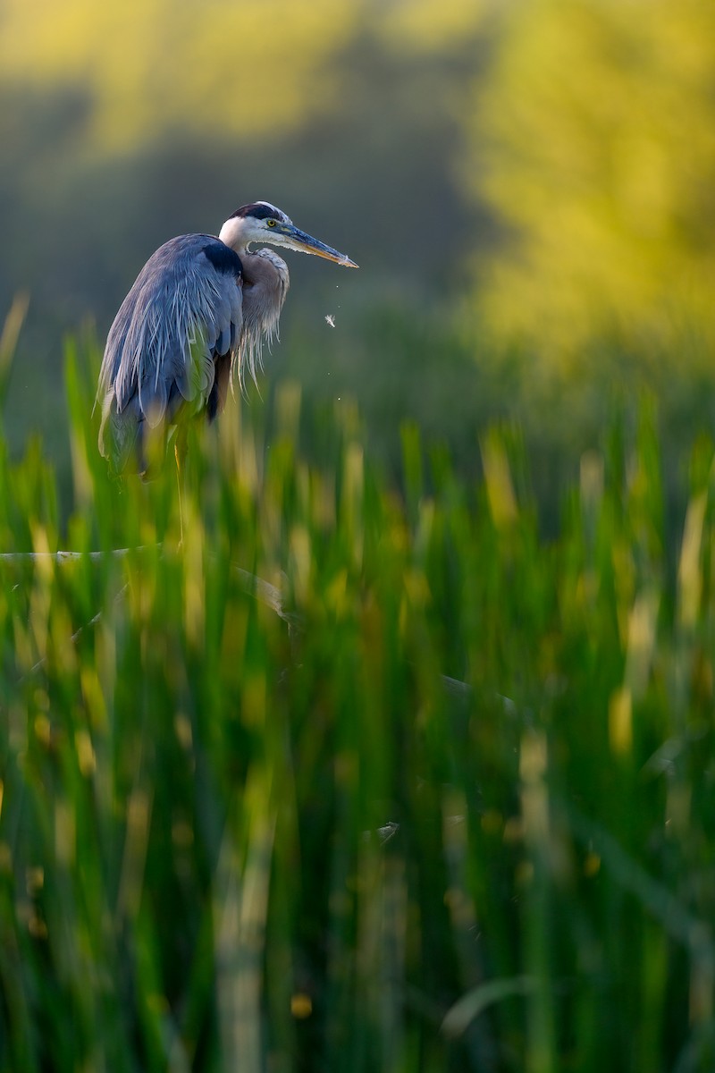 Great Blue Heron - ML469683551