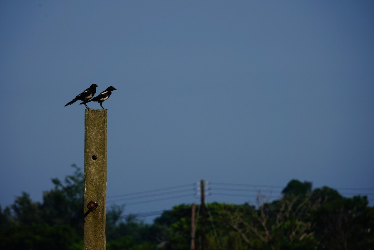 Oriental Magpie - ML469683711