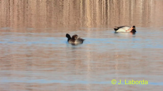 Tufted Duck - ML469683931