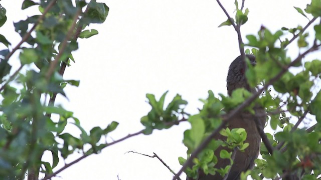 čačalaka venezuelská (ssp. ruficauda) - ML469684