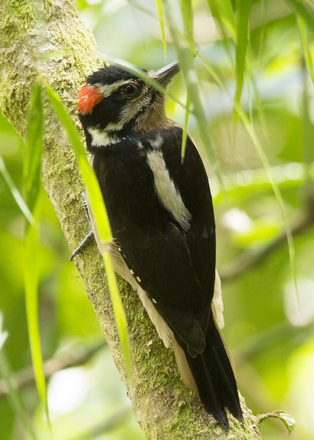 Hairy Woodpecker - ML46968401