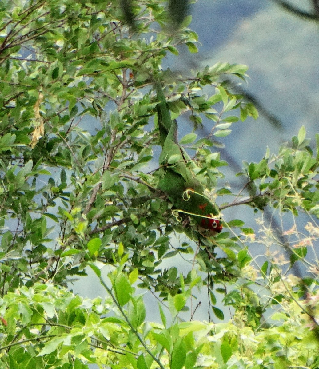 Aratinga Mitrada - ML469684461